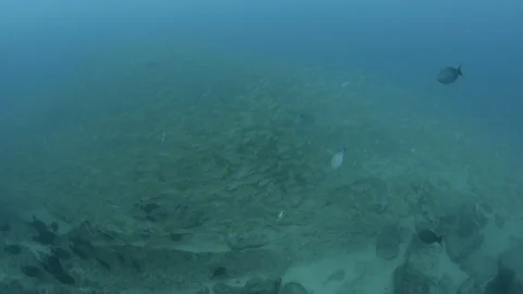 Coral reef fish Stock Footage 101426706