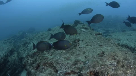 Coral reef fish Stock Footage 101426715