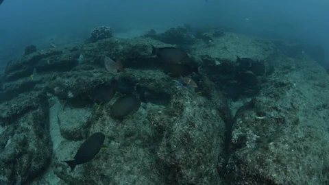 Coral reef fish Stock Footage 101426718