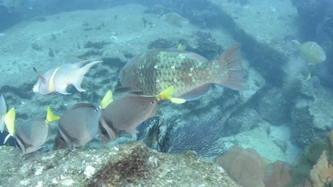 Coral reef fish Stock Footage 101426966