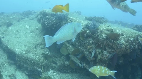 Coral reef fish Stock Footage 101427003