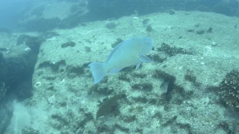 Coral reef fish Stock Footage 101427027