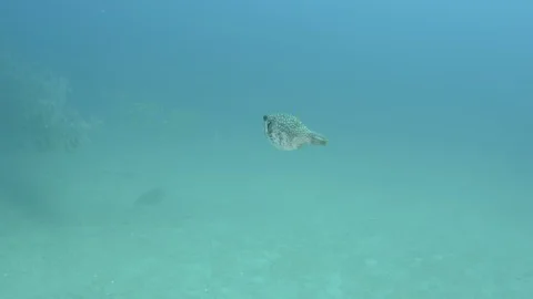 Coral reef fish Stock Footage 101427128