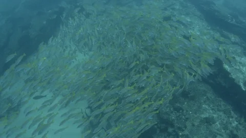 Coral reef fish Stock Footage 101427151