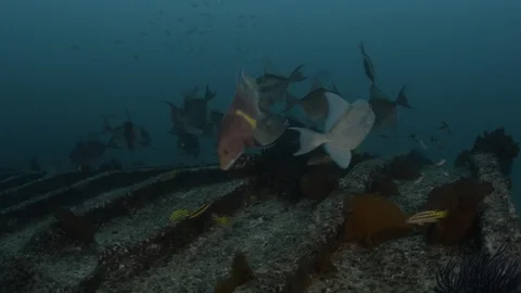 Coral reef fish Stock Footage 101427281