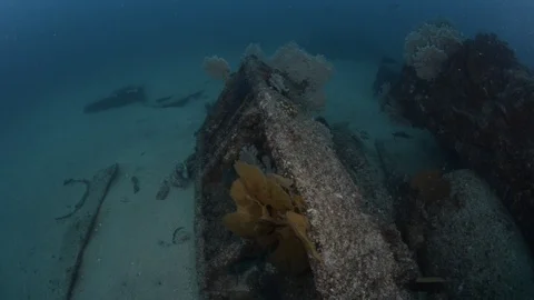 Coral reef fish Stock Footage 101427308