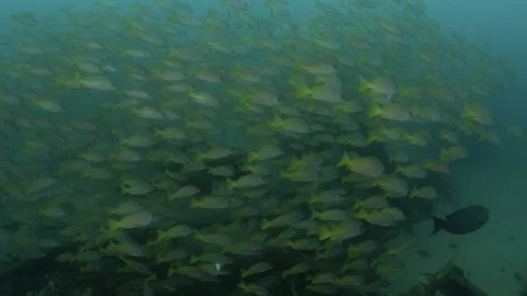 Coral reef fish Stock Footage 101427384