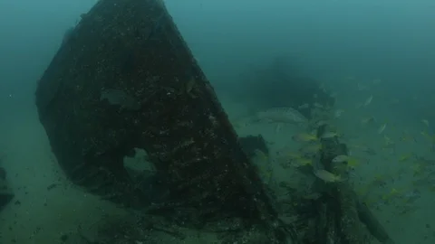 Coral reef fish Stock Footage 101427407