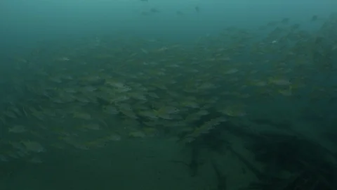 Coral reef fish Stock Footage 101427420