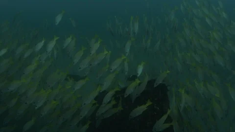 Coral reef fish Stock Footage 101427454