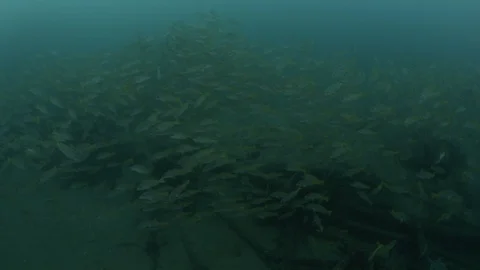 Coral reef fish Stock Footage 101427468