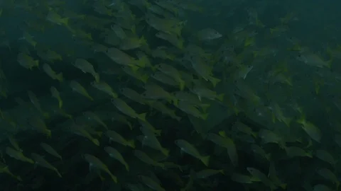 Coral reef fish Stock Footage 101427492