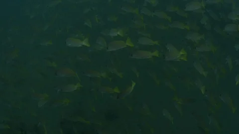 Coral reef fish Stock Footage 101427511
