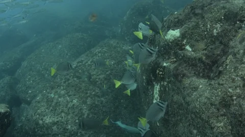 Coral reef fish Stock Footage 101427581