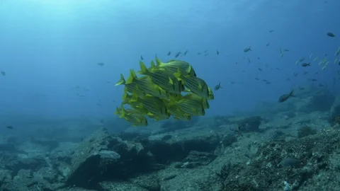 Coral reef fish Stock Footage 101428746