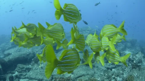 Coral reef fish Stock Footage 101428785