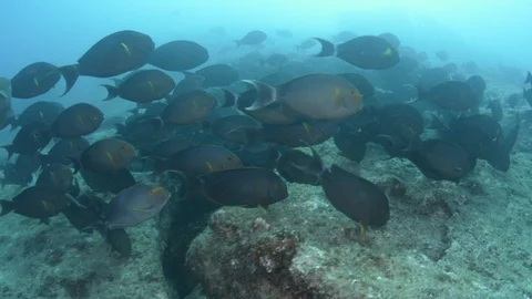Coral reef fish Stock Footage 101429124