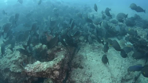 Coral reef fish Stock Footage 101429140