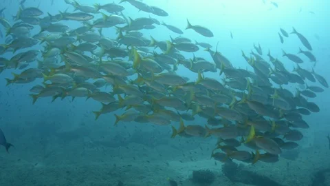Coral reef fish Stock Footage 101429176