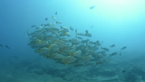 Coral reef fish Stock Footage 101429210