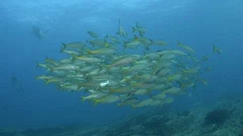 Coral reef fish Stock Footage 101429231