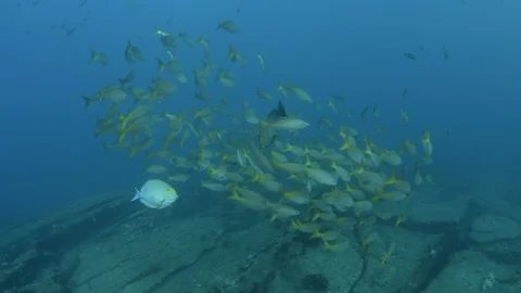 Coral reef fish Stock Footage 101429260