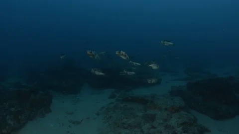 Coral reef fish Stock Footage 101429476