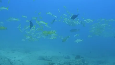Coral reef fish Stock Footage 101429606