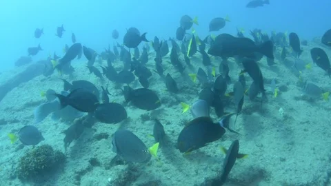 Coral reef fish Stock Footage 101429689