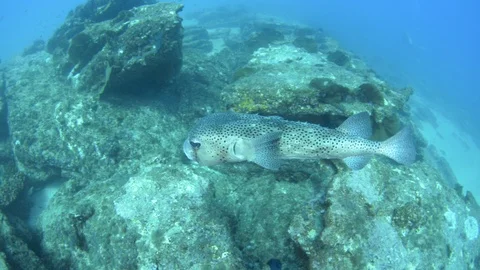 Coral reef fish Stock Footage 101429744