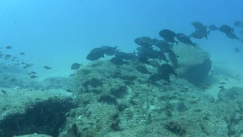 Coral reef fish Stock Footage 101429788