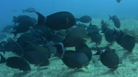 Coral reef fish Stock Footage 101429812