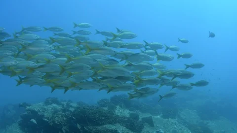 Coral reef fish Stock Footage 101429858