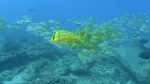 Coral reef fish Stock Footage 101429923