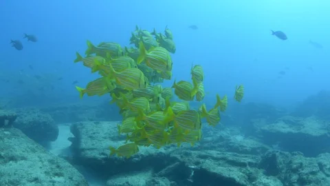 Coral reef fish Stock Footage 101429949