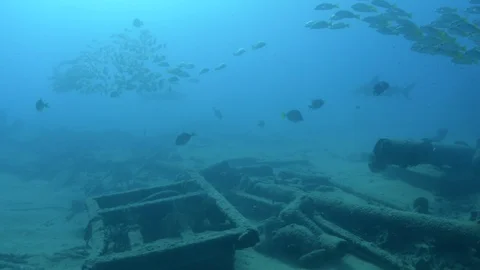 Coral reef fish Stock Footage 101430316