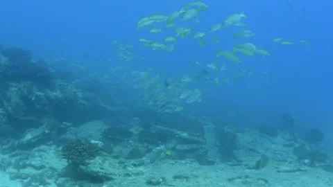 Coral reef fish Stock Footage 101430818