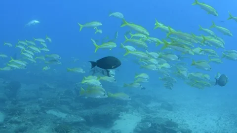 Coral reef fish Stock Footage 101430830