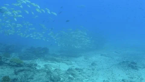 Coral reef fish Stock Footage 101430865