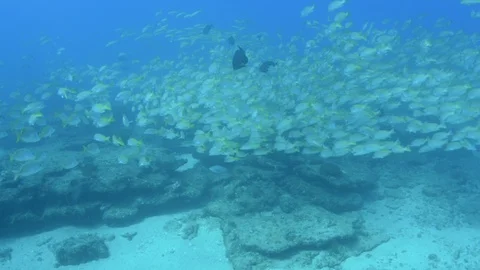Coral reef fish Stock Footage 101430888