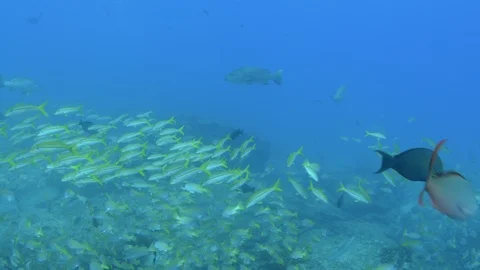 Coral reef fish Stock Footage 101430900