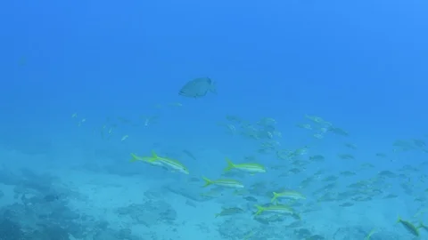 Coral reef fish Stock Footage 101430911
