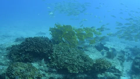 Coral reef fish Stock Footage 101430933