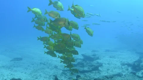 Coral reef fish Stock Footage 101430954