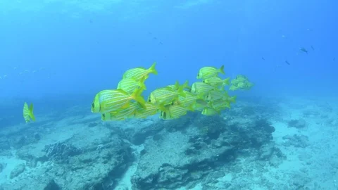 Coral reef fish Stock Footage 101430976