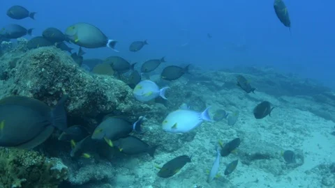 Coral reef fish Stock Footage 101430983