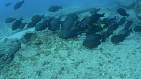 Coral reef fish Stock Footage 101430993