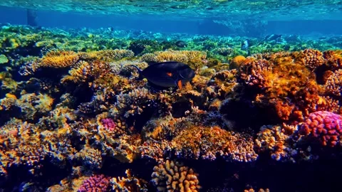 Coral reef fish Stock Footage 342320249
