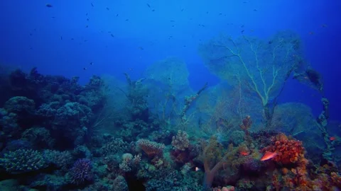 Coral Reef Fish Scene Stock Footage 341772151