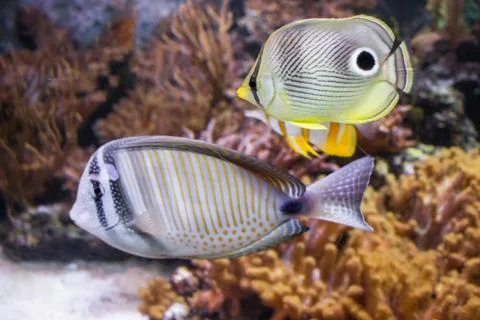 Coral reef fish swimming in the aquarium in London Stock Photos